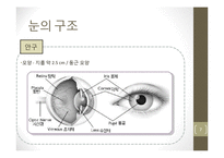 눈의 구조와 시각-7