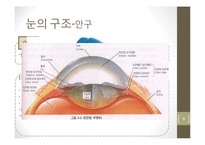 눈의 구조와 시각-9