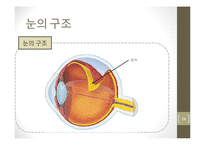 눈의 구조와 시각-16