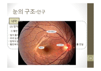 눈의 구조와 시각-18