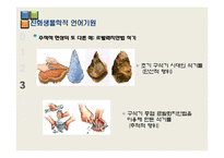 [언어학] 인간의 지능발달과 언어의 기원-16