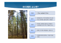 [환경학] 뉴질랜드의 해외조림 현황-11