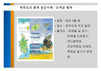 [축제와 문화] 제주도의 지역 축제-15