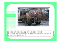 [자연과 환경] 축산산업과 도시문화-광우병, 조류독감, 구제역-10