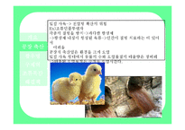 [자연과 환경] 축산산업과 도시문화-광우병, 조류독감, 구제역-11