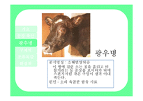 [자연과 환경] 축산산업과 도시문화-광우병, 조류독감, 구제역-13