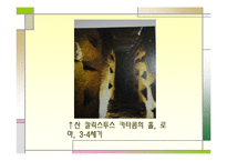 [유럽문화의 예술] 중세미술-초기기독교 미술부터 고딕양식까지-4