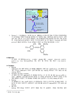 [공학] 단백질 분리 및 정제 실습-western blotting 을 이용한 protein separation과 purification-9