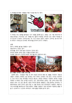 [관광이벤트론] 스페인의 토마토 축제 라토마티나를 통한 화천 토마토 축제의 활성화 방안-6