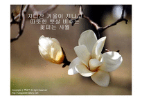 [관광홍보론] 일본의 벚꽃 축제와 경주 벚꽃 축제 비교 분석-1