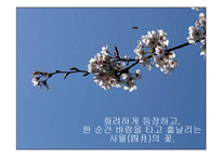 [관광홍보론] 일본의 벚꽃 축제와 경주 벚꽃 축제 비교 분석-2
