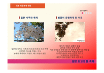 [관광홍보론] 일본의 벚꽃 축제와 경주 벚꽃 축제 비교 분석-7