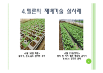 [채소학총론] 멜론-9