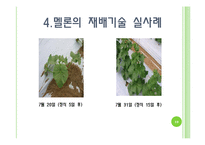 [채소학총론] 멜론-10