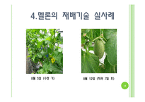[채소학총론] 멜론-11