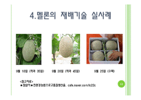 [채소학총론] 멜론-12
