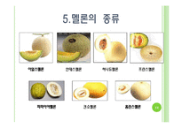[채소학총론] 멜론-13