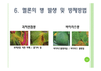 [채소학총론] 멜론-14