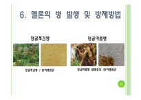 [채소학총론] 멜론-15