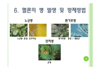 [채소학총론] 멜론-16