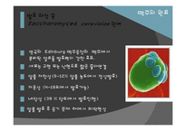 [식품미생물학] 맥주 효모(Brewer\`s Yeast)-19
