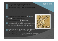 [식품미생물학] 맥주 효모(Brewer\`s Yeast)-20