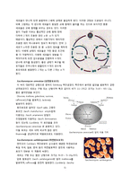 [식품미생물학] 맥주 효모(Brewer\`s Yeast)-5