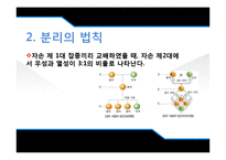 [유전학] Drosophila 를 이용한 상염색체 유전 양상 관찰-6