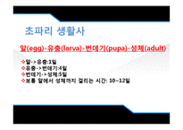 [유전학] Drosophila 를 이용한 상염색체 유전 양상 관찰-9