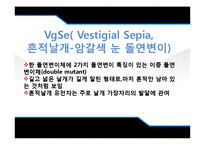 [유전학] Drosophila 를 이용한 상염색체 유전 양상 관찰-11