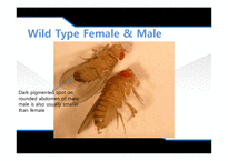[유전학] Drosophila 를 이용한 상염색체 유전 양상 관찰-13