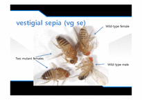 [유전학] Drosophila 를 이용한 상염색체 유전 양상 관찰-14