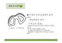[무역학] 세리신 추출기술 및 화장품 국내 시장 조사-4