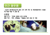 [자연과 환경] 축산 산업과 도시문화-광우병, 신종플루, 구제역 문제 고찰-5