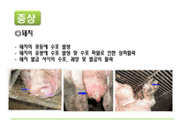 [자연과 환경] 축산 산업과 도시문화-광우병, 신종플루, 구제역 문제 고찰-8