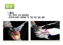 [자연과 환경] 축산 산업과 도시문화-광우병, 신종플루, 구제역 문제 고찰-9