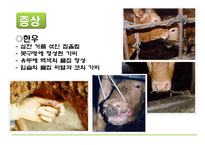 [자연과 환경] 축산 산업과 도시문화-광우병, 신종플루, 구제역 문제 고찰-10