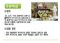 [자연과 환경] 축산 산업과 도시문화-광우병, 신종플루, 구제역 문제 고찰-17