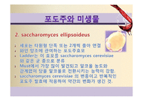 [식품미생물학] 와인과 미생물-포도주와 미생물-12
