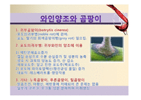 [식품미생물학] 와인과 미생물-포도주와 미생물-17