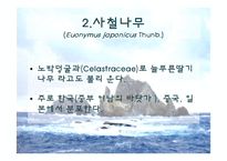 [생태학] 독도사철나무와 생태주권-8