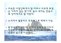 [생태학] 독도사철나무와 생태주권-9