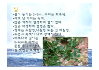 [생태학] 독도사철나무와 생태주권-10