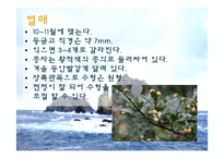 [생태학] 독도사철나무와 생태주권-11