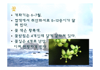 [생태학] 독도사철나무와 생태주권-12