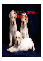 켈로그의 이문화 경영전략-1