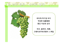 뉴질랜드의 와인-9