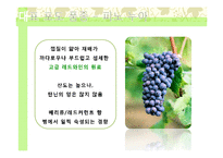 뉴질랜드의 와인-12