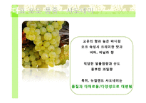뉴질랜드의 와인-15
