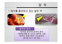 재생의학에서의 양막-4